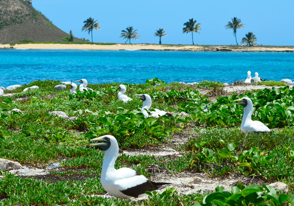 caravelas